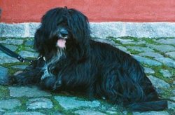 Typical Tibetan terrier bitch.