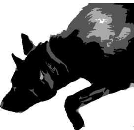Tracking dogs follow ground scent