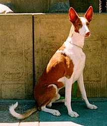 Podenco Ibicenco, or the Ibizan Hound, believed to have originated in Ancient Egypt, may actually be a more recent breed.