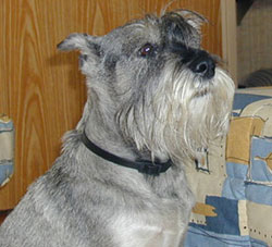 Standard Schnauzer with salt-and-pepper coat